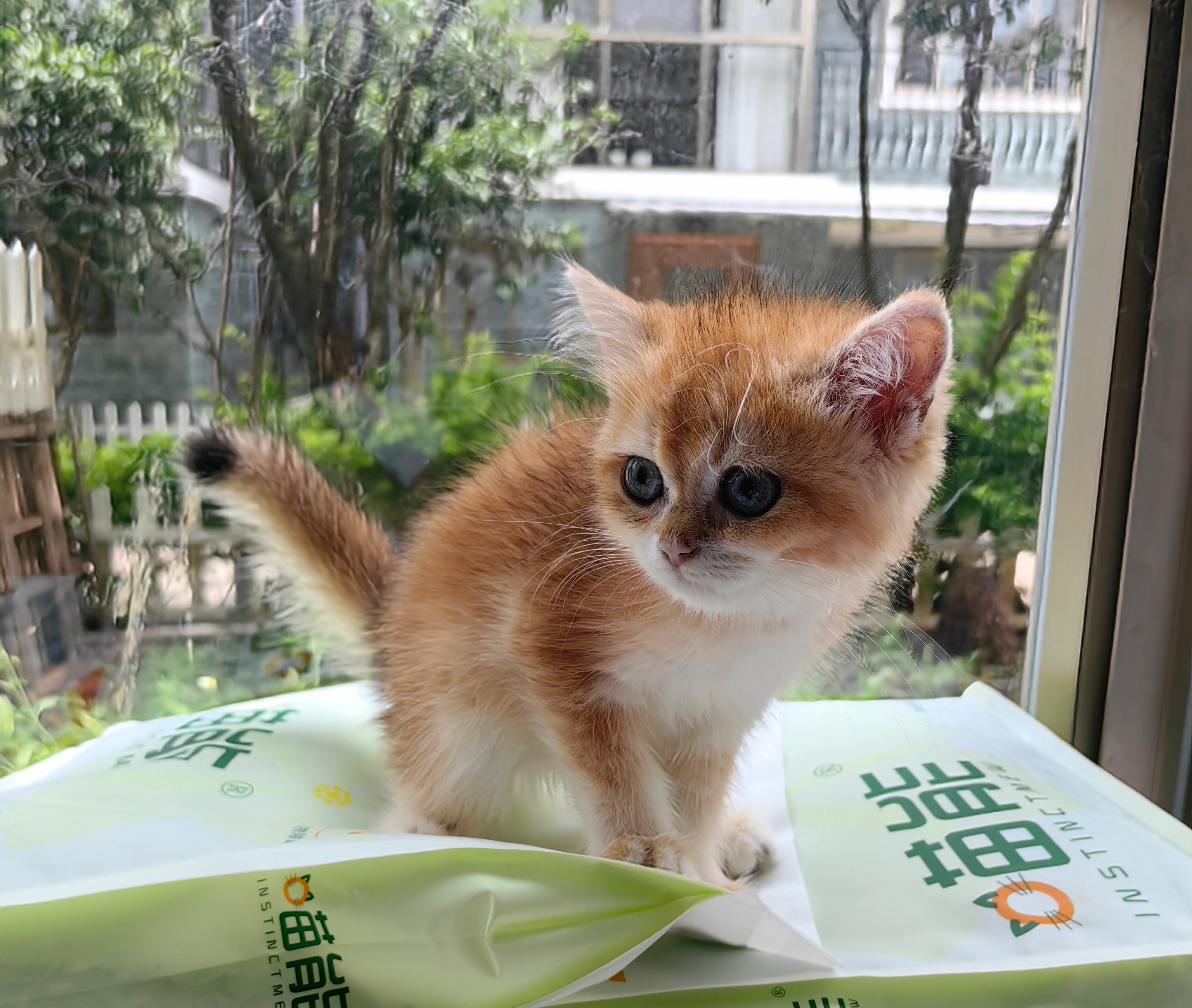12色金渐层弟弟